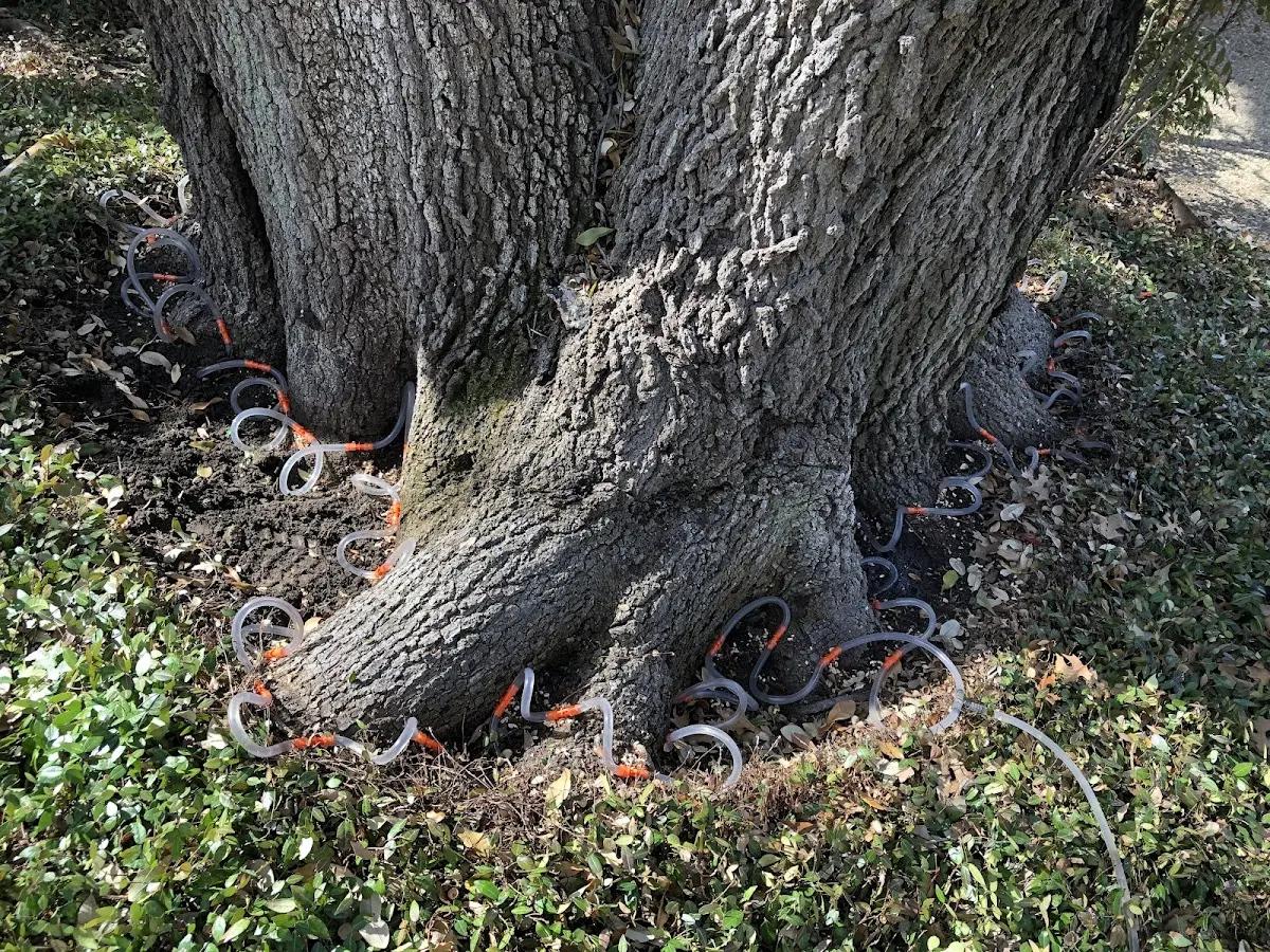 Detailed Tree Cabling and Bracing job site in Luning
