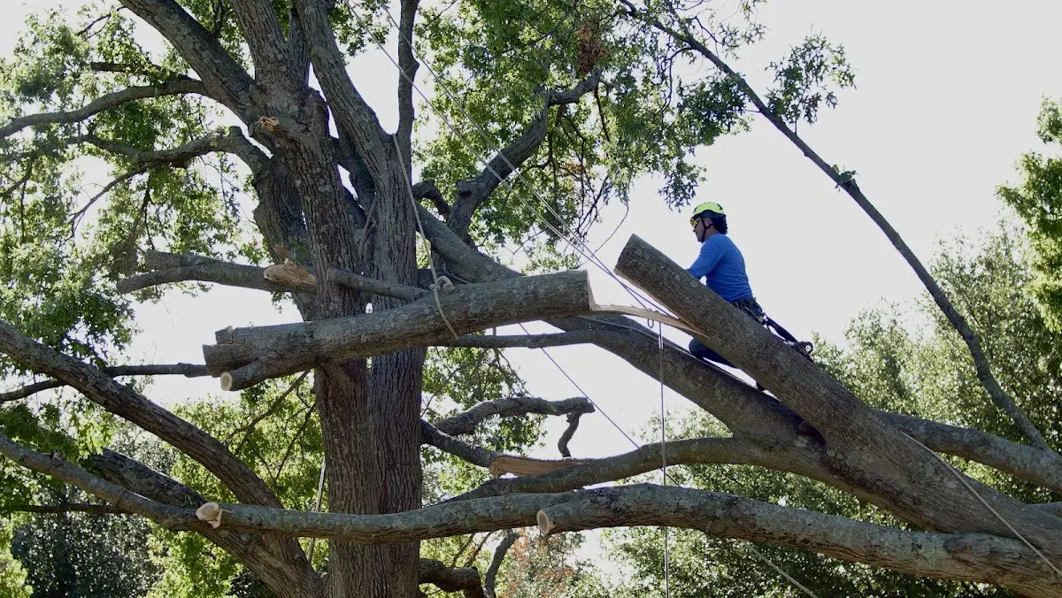 Professional Crown Thinning performed by certified arborists in Luning
